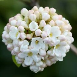 Viburnum × Carlcephalum