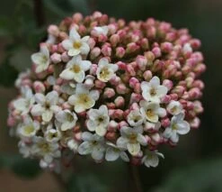 Viburnum × Carlcephalum -plant store pl2000012913 card3 lg