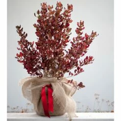 Coprosma Repens Pacific Sunset ('Jwncopps')