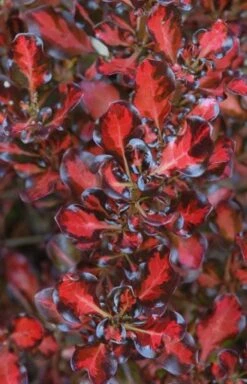 Coprosma Repens Pacific Sunset ('Jwncopps') -plant store pl2000013034 card3 lg