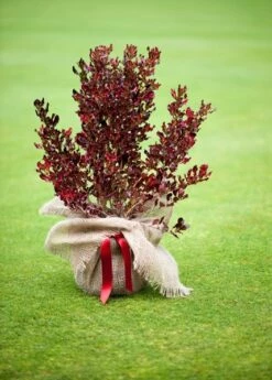 Coprosma Repens Pacific Sunset ('Jwncopps') -plant store pl2000013034 card5 lg