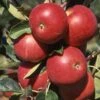Apple 'Scrumptious' (PBR) -plant store pl2000013050