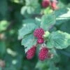 Tayberry 'Buckingham Thornless' -plant store pl2000013090