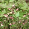 Epimedium × Rubrum 2 Epimedium × Rubrum -plant store pl2000013192