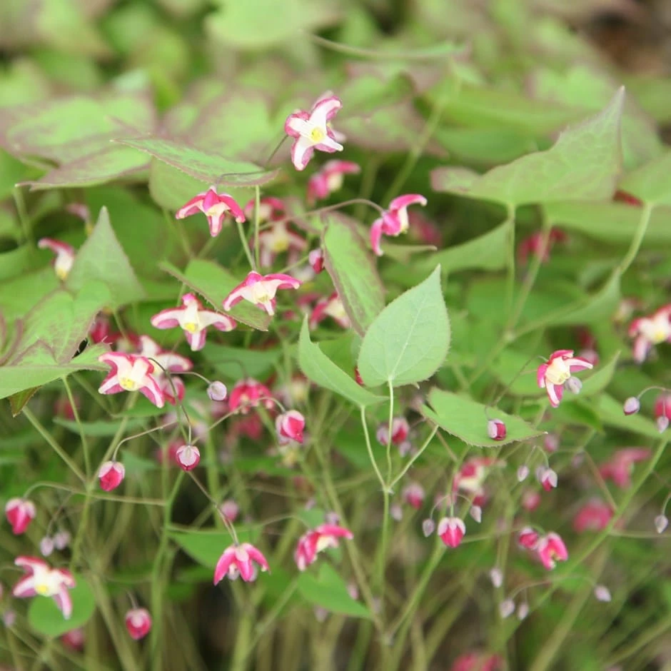 Epimedium × Rubrum 3 Epimedium × Rubrum