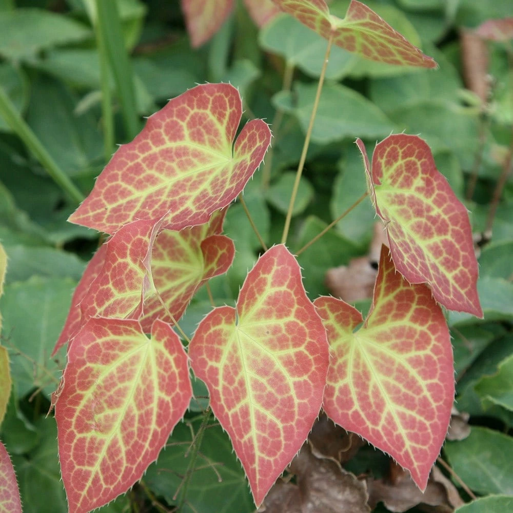 Epimedium × Rubrum 4 Epimedium × Rubrum - Image 2