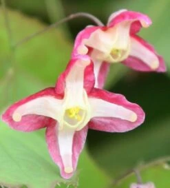Epimedium × Rubrum 7 Epimedium × Rubrum -plant store pl2000013192 card3 lg