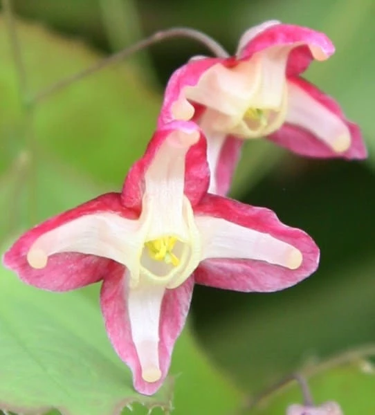 Epimedium × Rubrum 5 Epimedium × Rubrum - Image 3