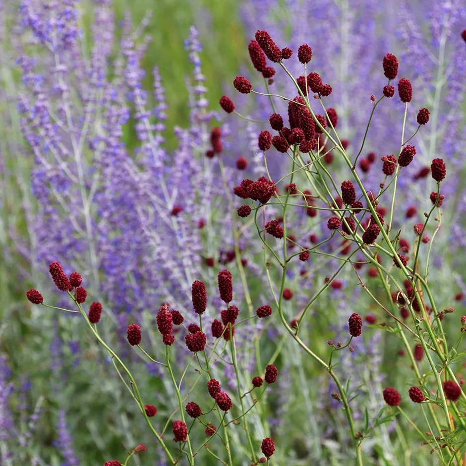 Sanguisorba Officinalis 'Red Thunder' 3 Sanguisorba Officinalis 'Red Thunder'