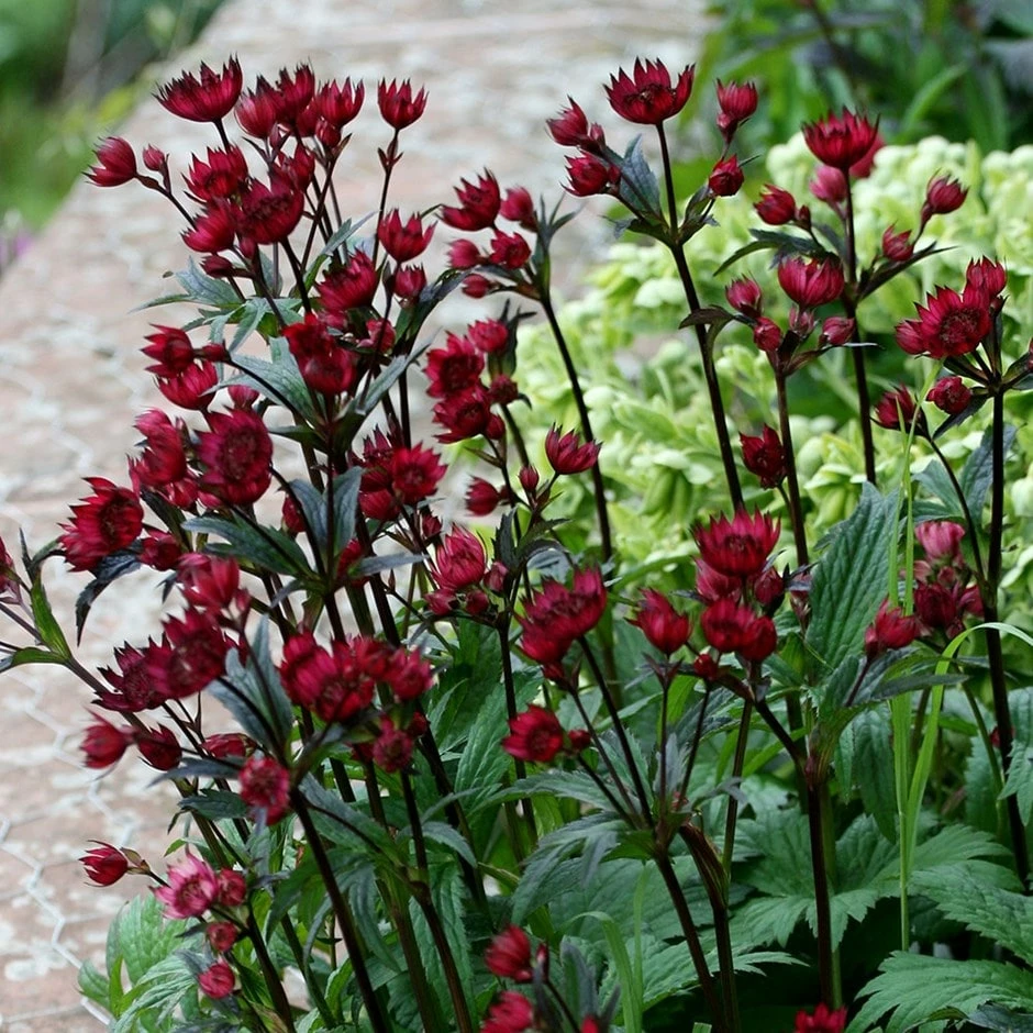 Astrantia 'Hadspen Blood' 3 Astrantia 'Hadspen Blood'