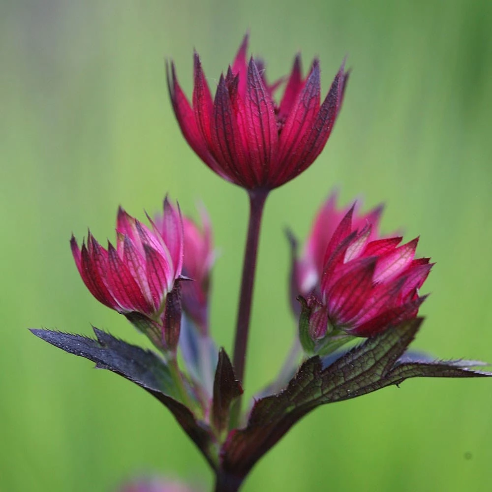Astrantia 'Hadspen Blood' 4 Astrantia 'Hadspen Blood' - Image 2