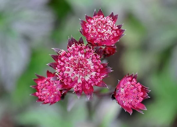 Astrantia 'Hadspen Blood' 5 Astrantia 'Hadspen Blood' - Image 3