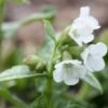 Pulmonaria 'Sissinghurst White' 2 Pulmonaria 'Sissinghurst White' -plant store pl2000013201