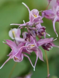 Epimedium Grandiflorum 'Lilafee' -plant store pl2000013206 card4 lg