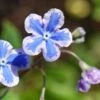 Omphalodes Cappadocica 'Starry Eyes' -plant store pl2000013242