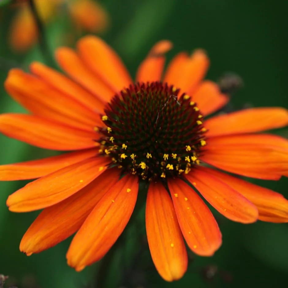 Echinacea 'Tiki Torch' (PBR) 3 Echinacea 'Tiki Torch' (PBR)