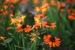 Echinacea 'Tiki Torch' (PBR) 7 Echinacea 'Tiki Torch' (PBR) -plant store pl2000013281 card3 lg