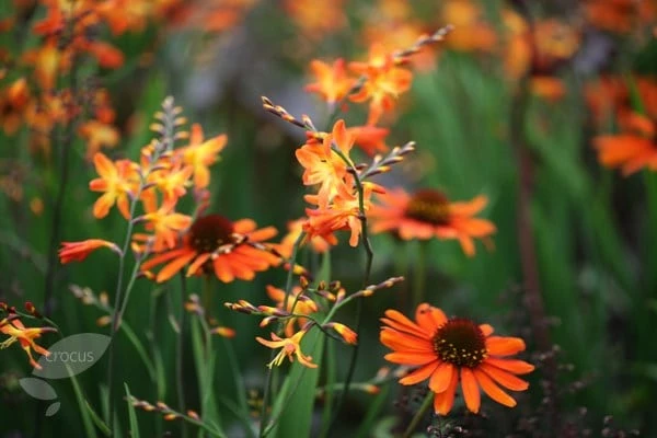 Echinacea 'Tiki Torch' (PBR) 5 Echinacea 'Tiki Torch' (PBR) - Image 3