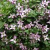 Clematis 'Minuet' 2 Clematis 'Minuet' -plant store pl2000013343