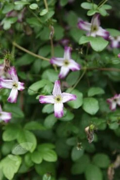 Clematis 'Minuet' -plant store pl2000013343 card3 lg