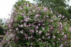 Clematis 'Minuet' -plant store pl2000013343 card4 lg
