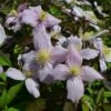 Clematis Montana Var. Rubens 'Odorata' -plant store pl2000013345