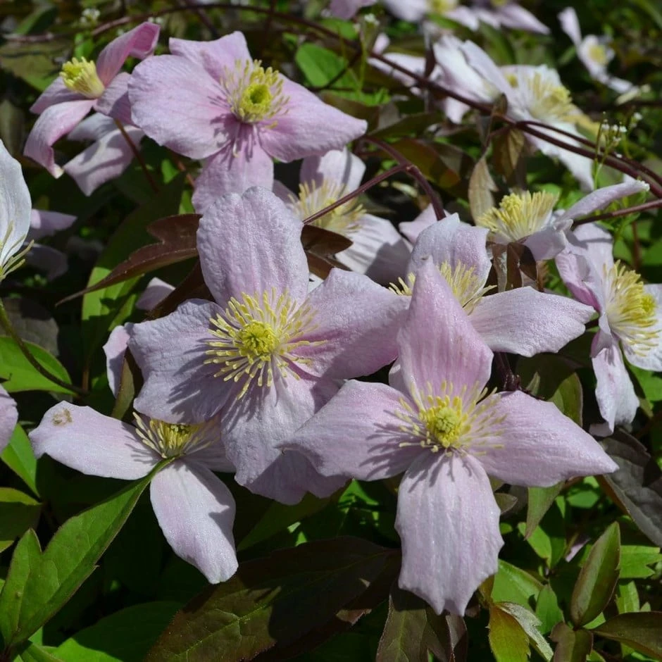 Clematis Montana Var. Rubens 'Odorata' 3 Clematis Montana Var. Rubens 'Odorata'