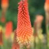 Kniphofia 'Royal Standard' 1 Kniphofia 'Royal Standard' -plant store pl2000013568