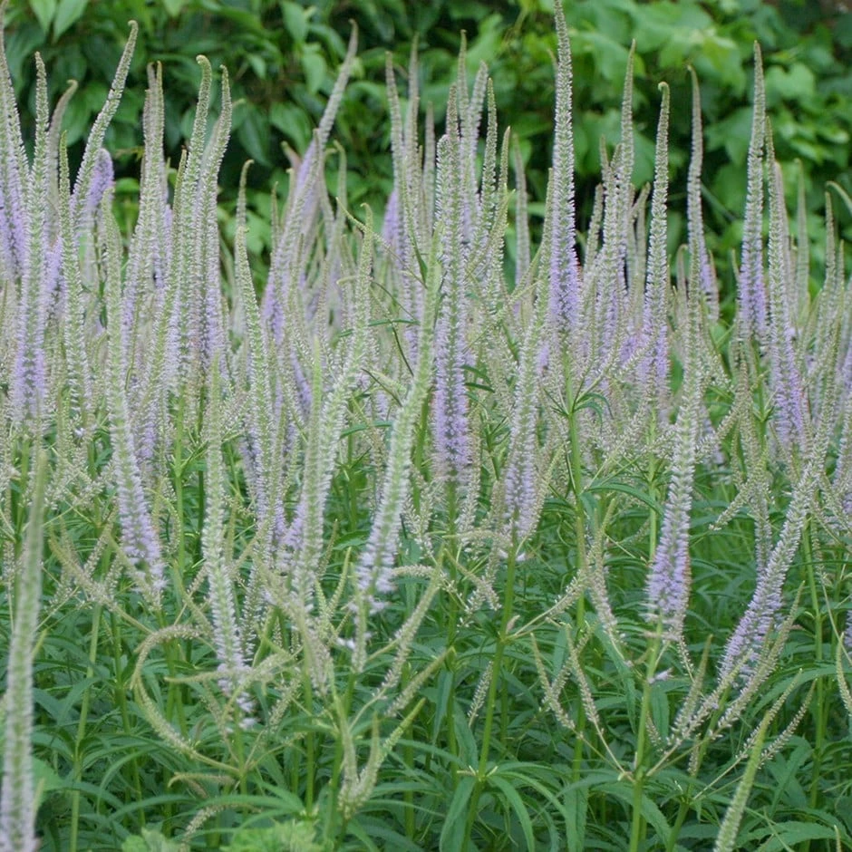 Veronicastrum Virginicum 'Lavendelturm' 3 Veronicastrum Virginicum 'Lavendelturm'
