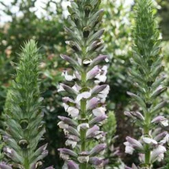 Acanthus Hungaricus