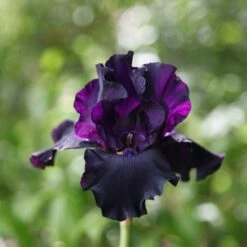 Iris 'Superstition'