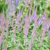 Veronicastrum Virginicum 'Fascination' -plant store pl2000013964