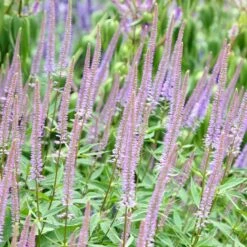 Veronicastrum Virginicum 'Fascination'