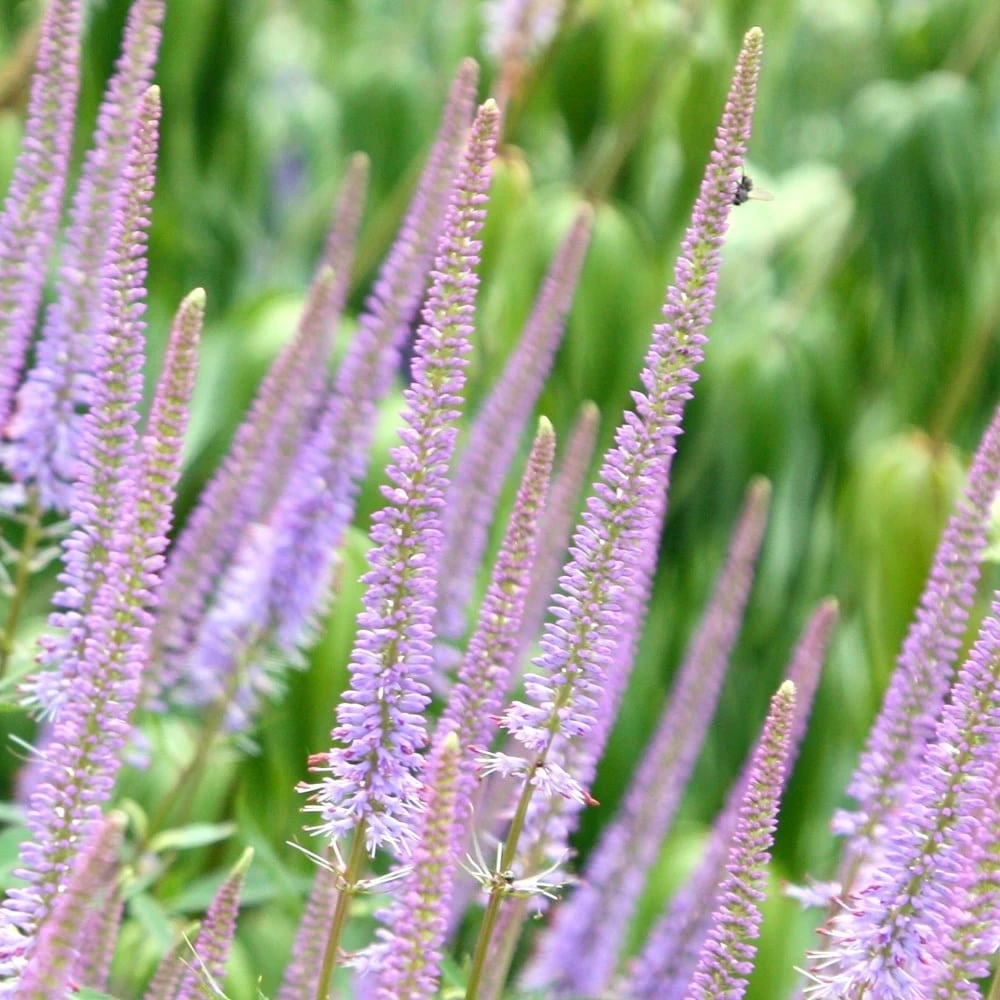 Veronicastrum Virginicum 'Fascination' 4 Veronicastrum Virginicum 'Fascination' - Image 2