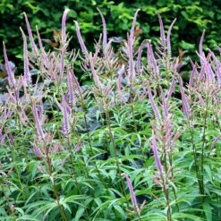 Veronicastrum Virginicum 'Fascination' 7 Veronicastrum Virginicum 'Fascination' -plant store pl2000013964 card3 lg