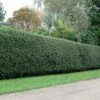 Ilex Aquifolium - Holly Hedging 1 Ilex Aquifolium - Holly Hedging -plant store pl2000014478