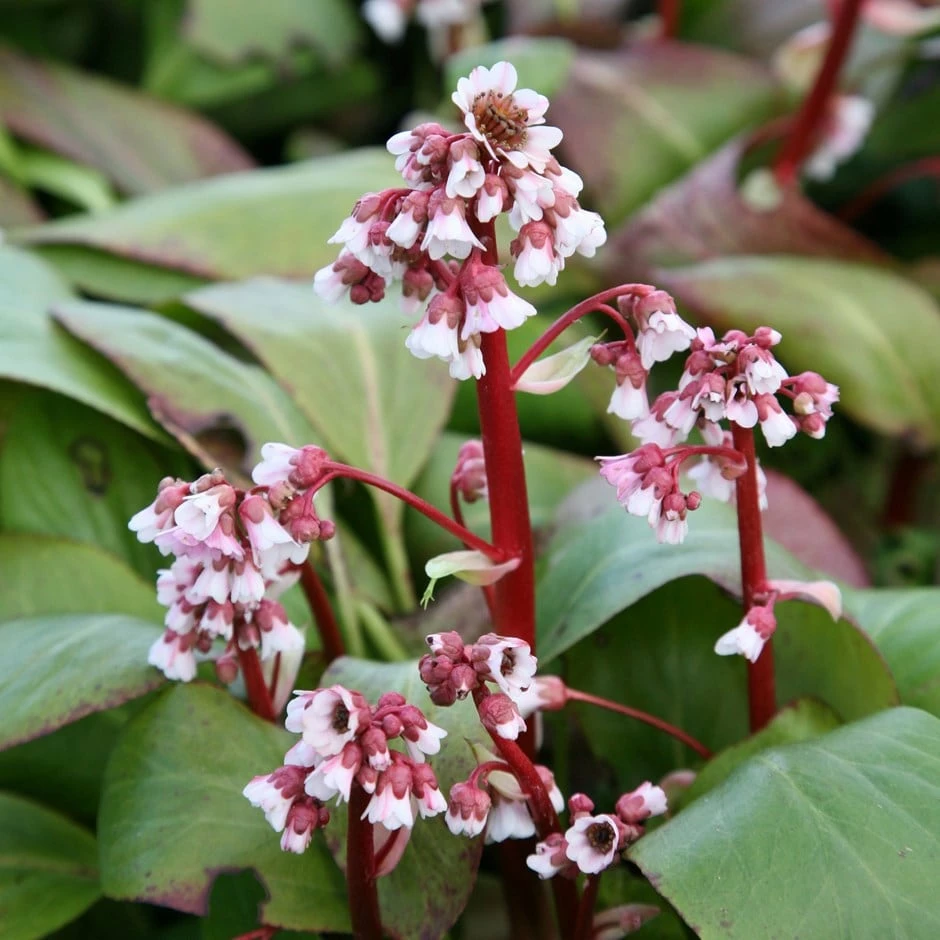 Bergenia 'Silberlicht' 3 Bergenia 'Silberlicht'