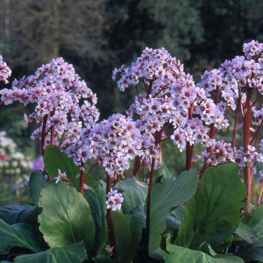 Bergenia 'Silberlicht' 4 Bergenia 'Silberlicht' - Image 2