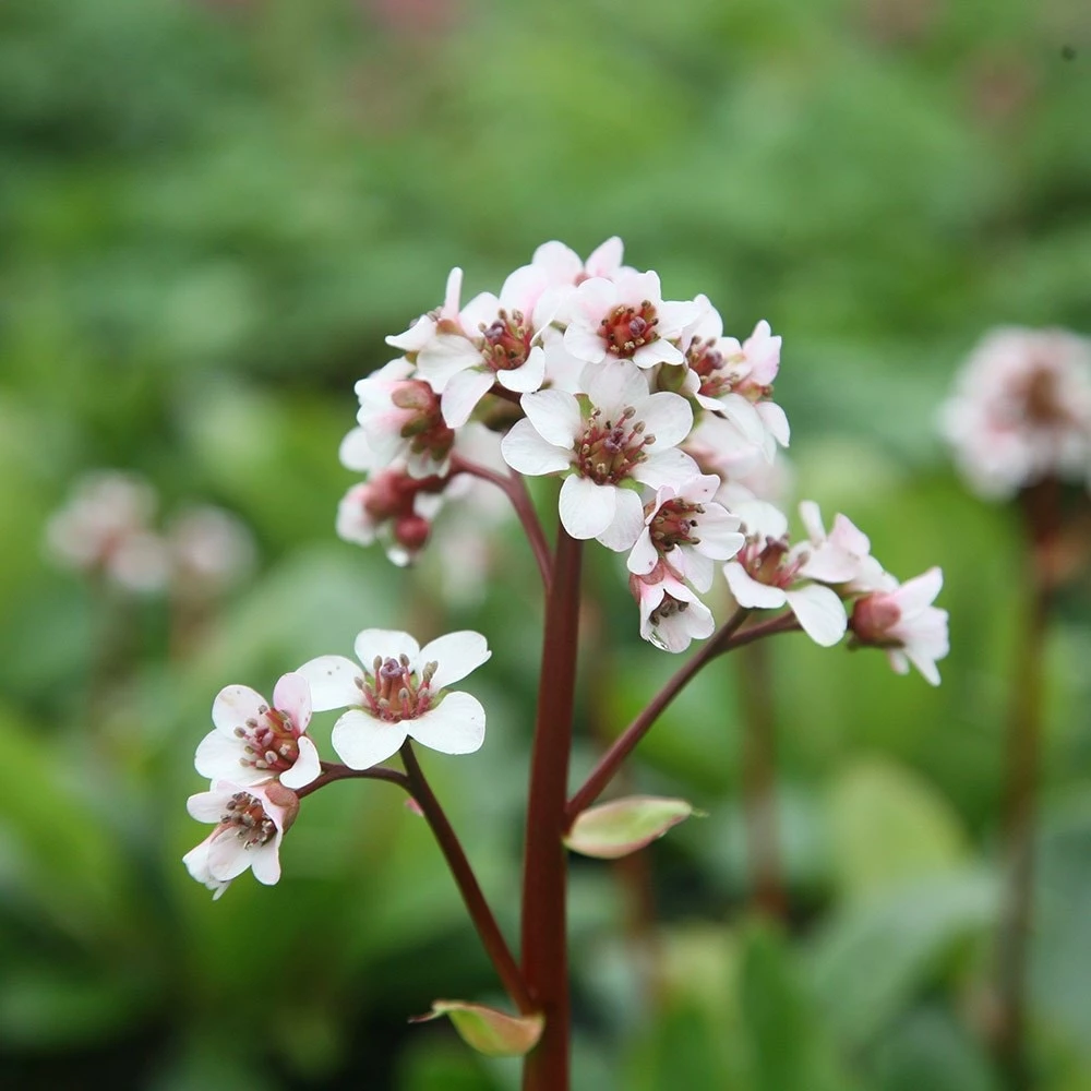 Bergenia 'Silberlicht' 5 Bergenia 'Silberlicht' - Image 3