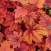 × Heucherella 'Sweet Tea' (PBR) 2 × Heucherella 'Sweet Tea' (PBR) -plant store pl2000014549