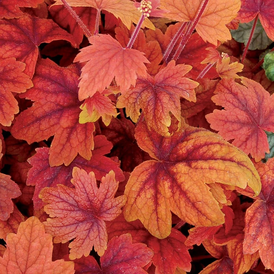 × Heucherella 'Sweet Tea' (PBR) 3 × Heucherella 'Sweet Tea' (PBR)