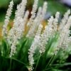 Liriope Muscari 'Monroe White' 2 Liriope Muscari 'Monroe White' -plant store pl2000014593