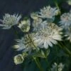 Astrantia Major Subsp. Involucrata 'Shaggy' 2 Astrantia Major Subsp. Involucrata 'Shaggy' -plant store pl2000014596