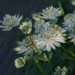 Astrantia Major Subsp. Involucrata 'Shaggy'