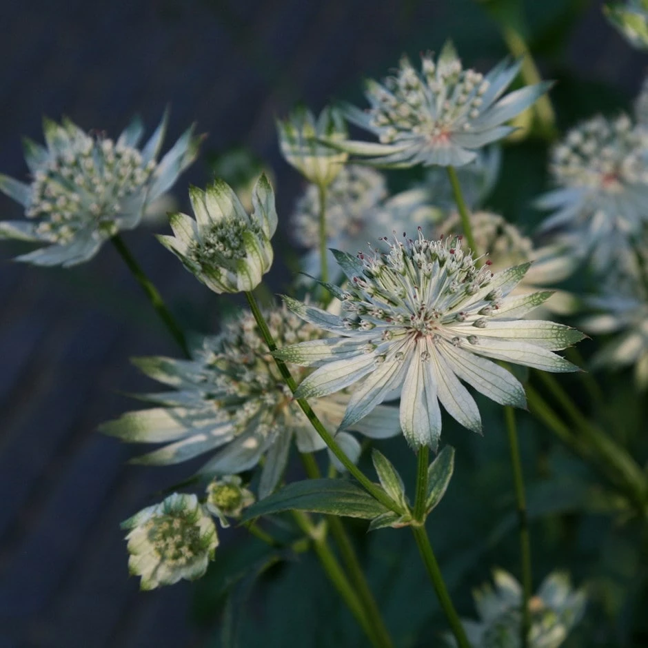 Astrantia Major Subsp. Involucrata 'Shaggy' 3 Astrantia Major Subsp. Involucrata 'Shaggy'