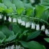 Polygonatum × Hybridum -plant store pl2000015227