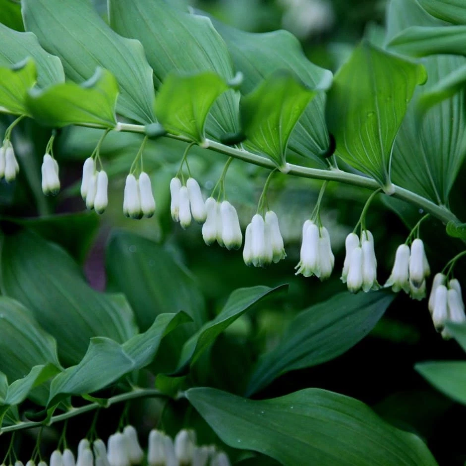 Polygonatum × Hybridum 3 Polygonatum × Hybridum