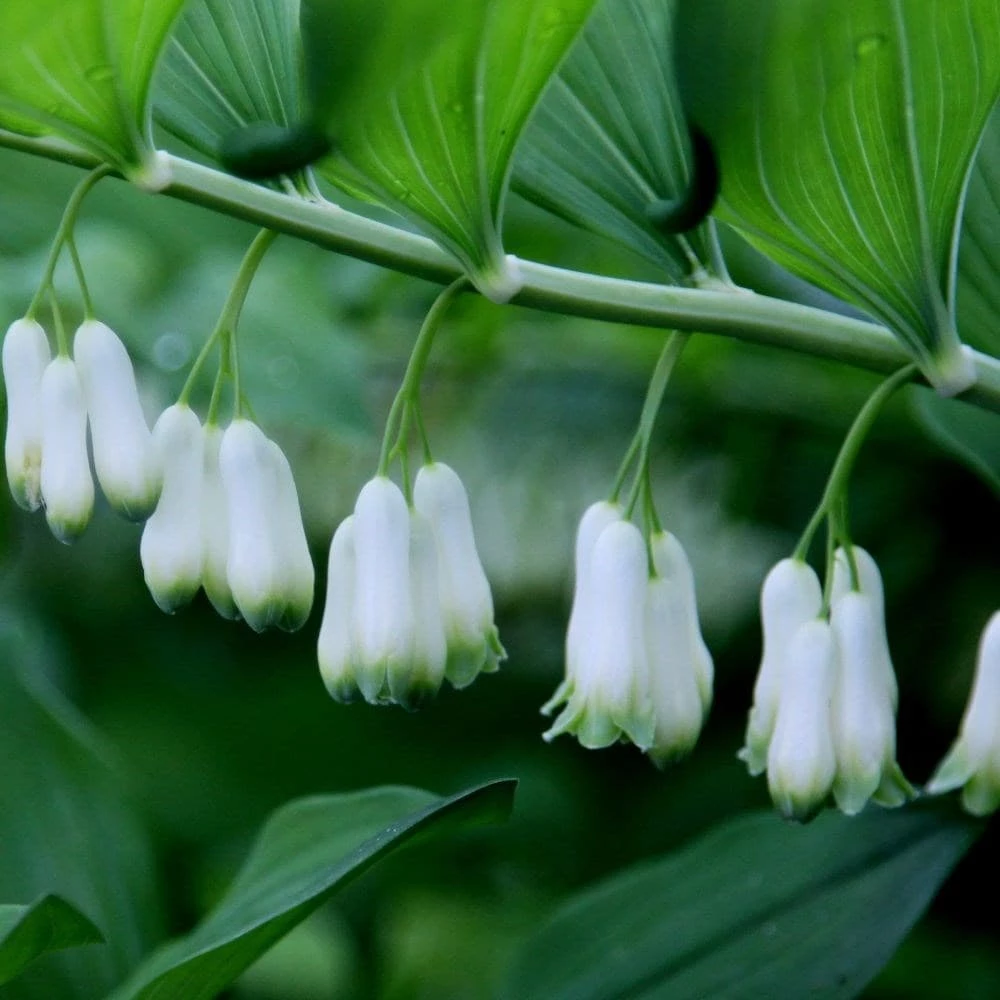 Polygonatum × Hybridum 4 Polygonatum × Hybridum - Image 2