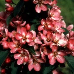 Malus 'Laura' 5 Malus 'Laura' -plant store pl2000015283 card2 lg