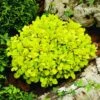Berberis Thunbergii 'Tiny Gold' (PBR) -plant store pl2000015557